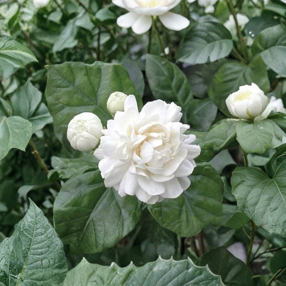 Grand Duke of Tuscany Jasmine Starter Plant | Jasminum sambac | Well Rooted Live Plant in Pot | Fragrant Double Bloom | Tropical Houseplant
