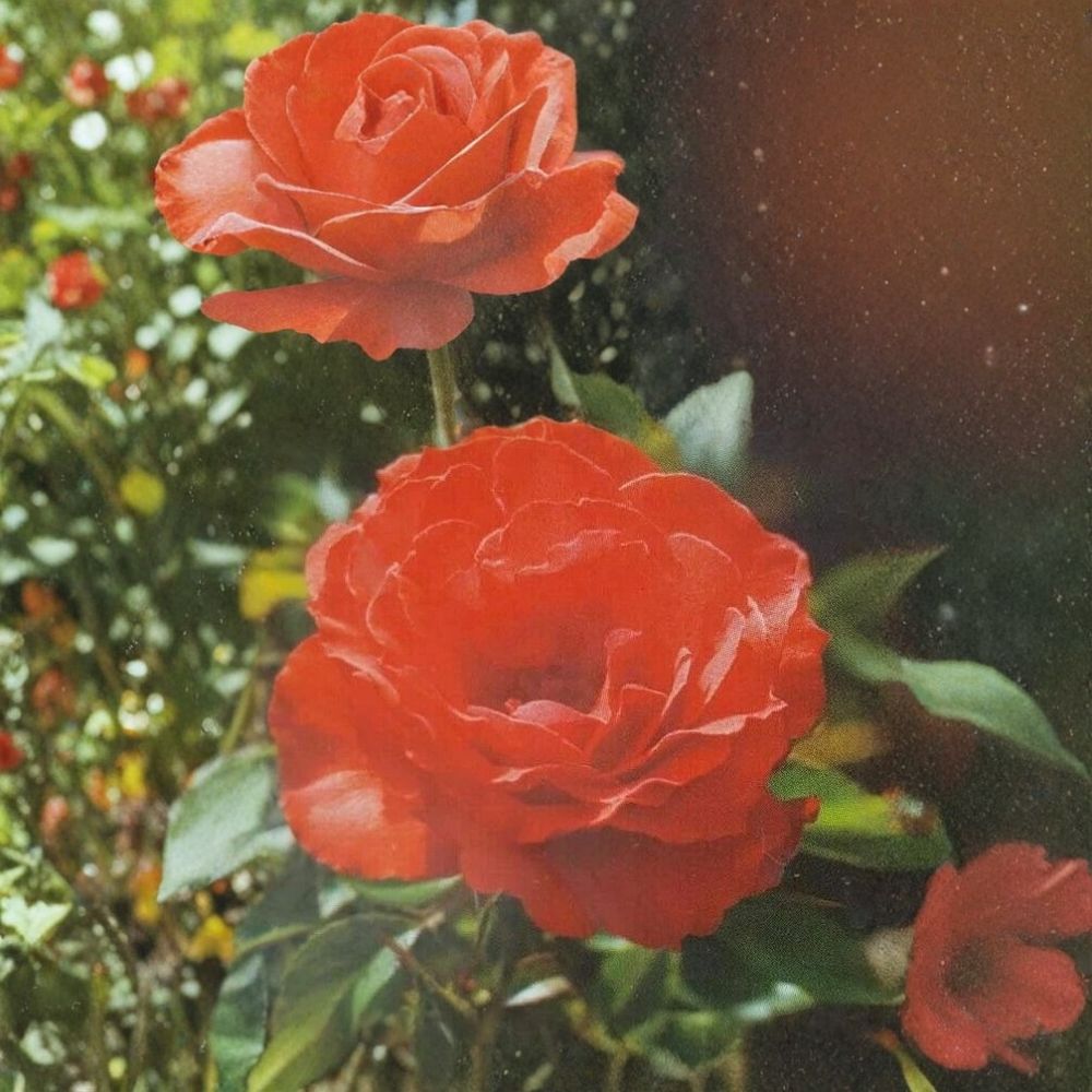 Impatient Floribunda Rose – Rosa Hybrid Live Plant | 3 Gallon Rose Bush | Orange Red Blooms | Floriferous Garden Rose | One-Year-Old Field Grown Plant