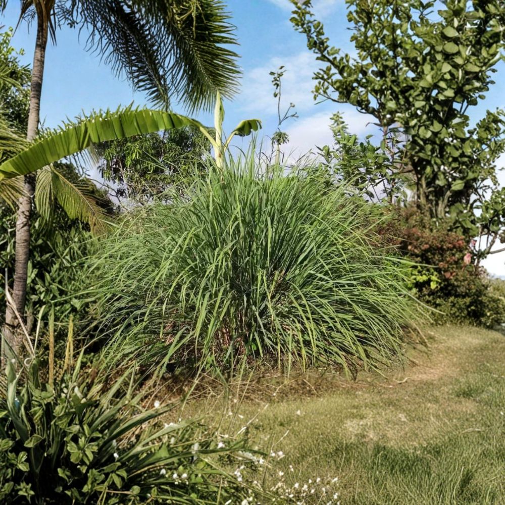Lemongrass – Cymbopogon citratus Live Rooted Plants | Set of 8 | 8–12 Inch Herb Plants | No Pot | Culinary & Garden Favorite