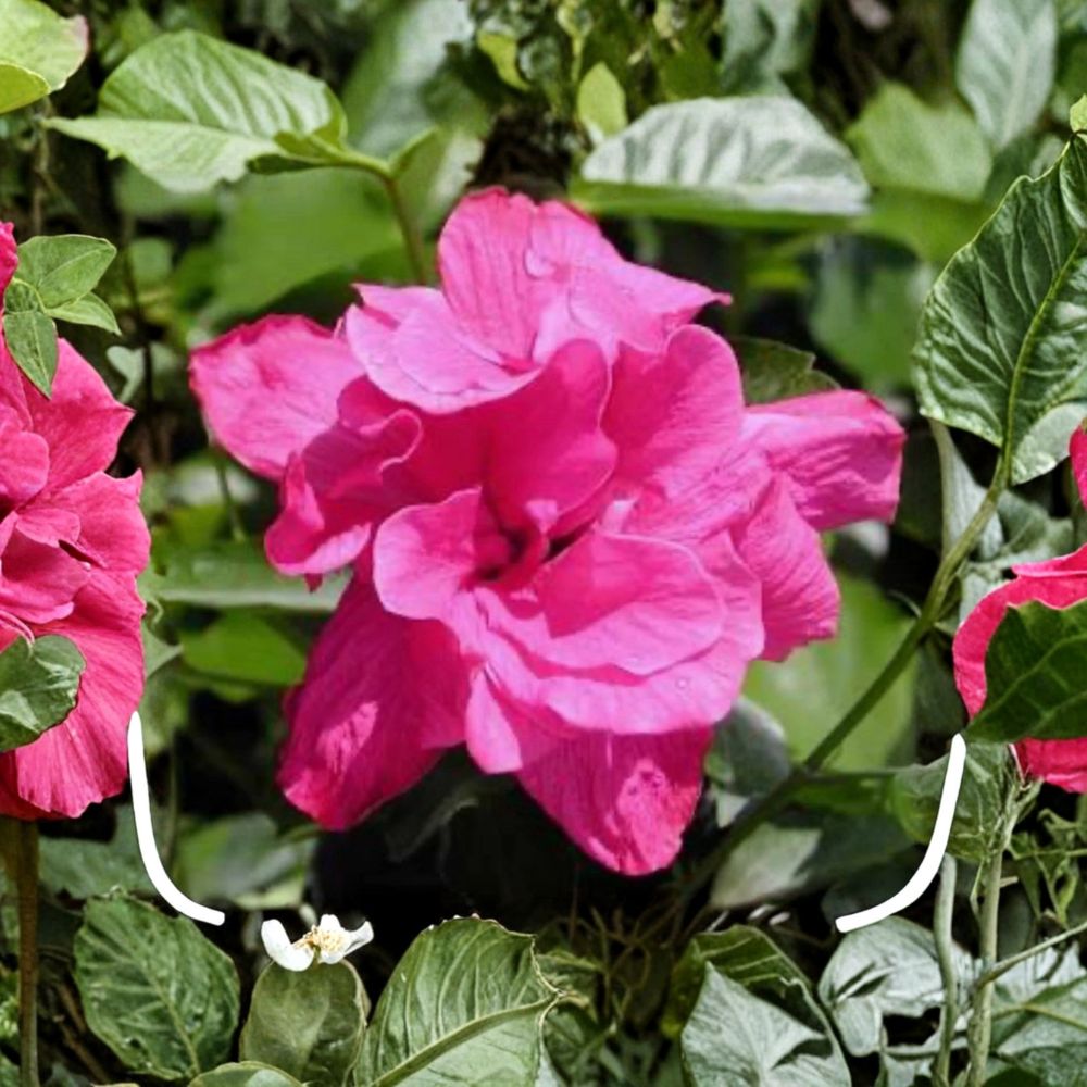 Kona Hibiscus Live Starter Plant | Hibiscus rosa-sinensis | Small Well Rooted Plant in Pot | Tropical Flowering Hibiscus | Ready to Grow