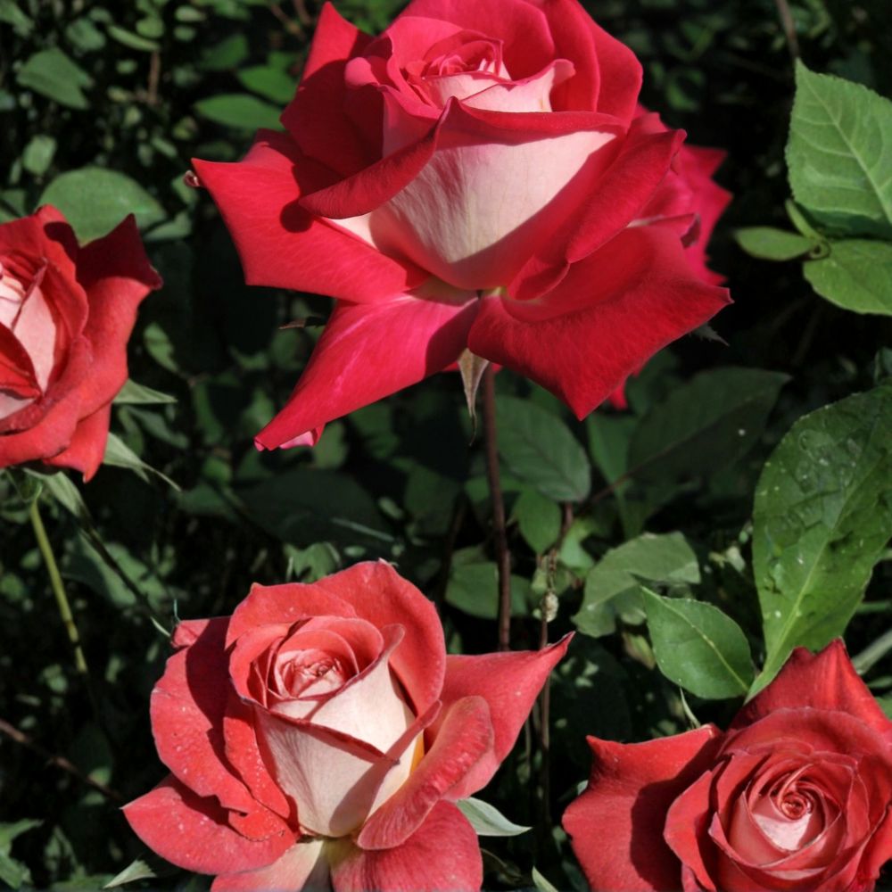 LOVE Grandiflora Rose – Rosa Hybrid Live Plant | 3 Gallon Rose Bush | Ruby Red & White Blooms | Fragrant Flowering Rose | Two-Year-Old Field Grown Plant