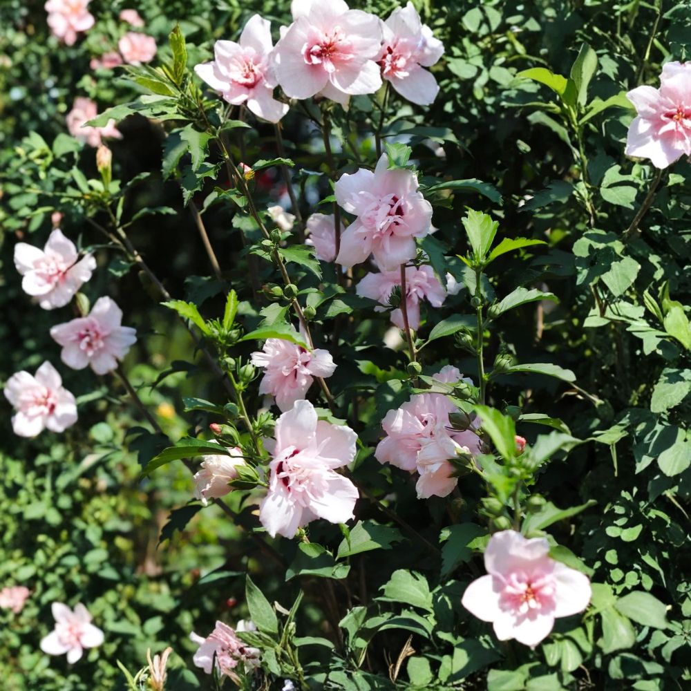 Pink Althea Rose of Sharon – Hibiscus syriacus Live Starter Plant | 12–24 Inches Tall | Bare Root | Flowering Shrub