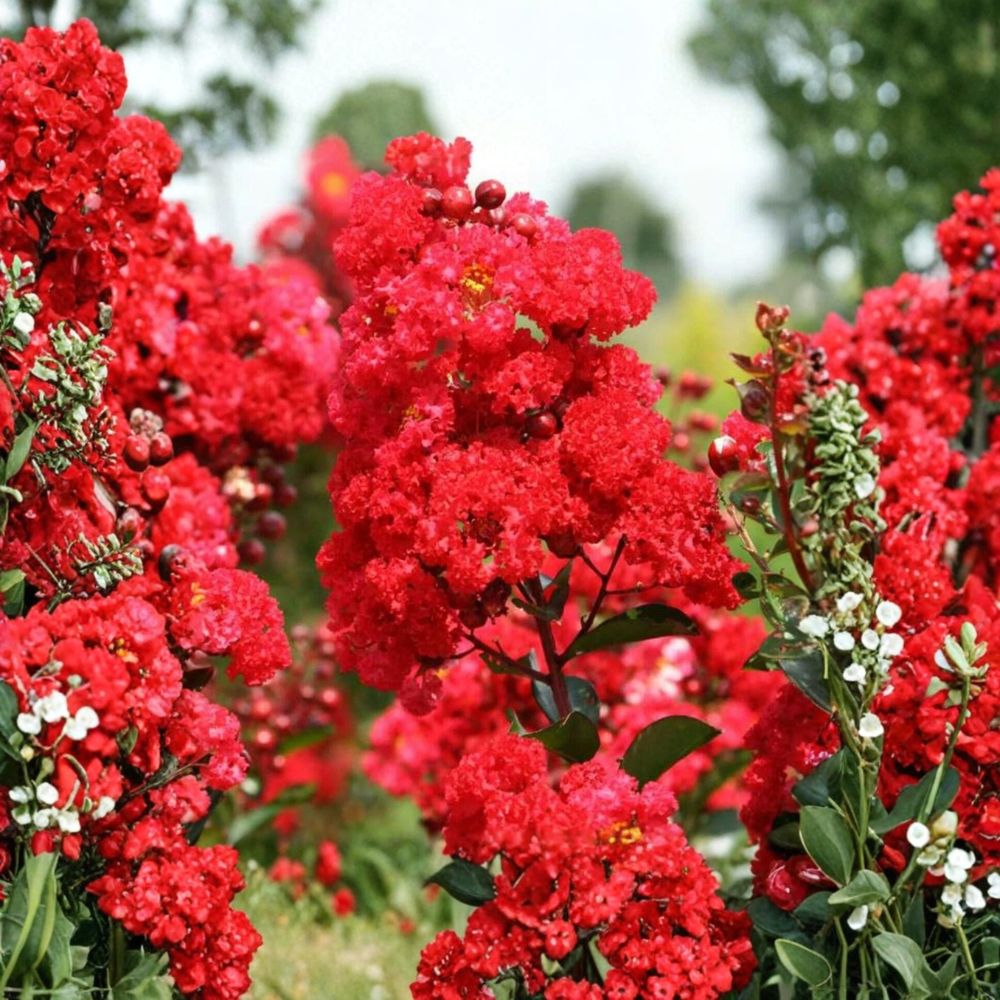 Crape Myrtle – Lagerstroemia Live Cuttings | 7 Fresh Stem Cuttings | Ready for Rooting | Fast-Growing Flowering Landscape Tree