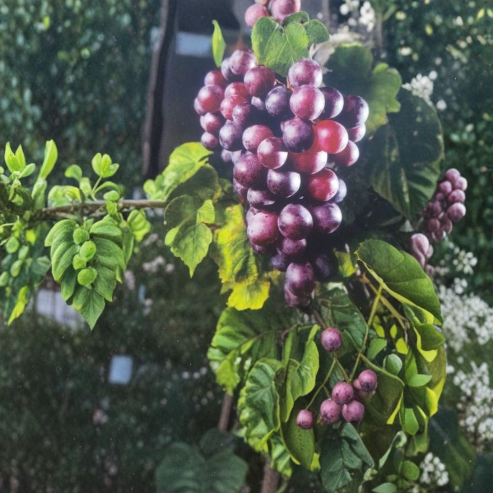 Black Cowart Muscadine Grape Vine – Vitis rotundifolia Live Plant | 3 Gallon Size | Self-Fertile Fruit Vine | Sweet Muscadine Grapes | Vineyard & Home Garden Favorite