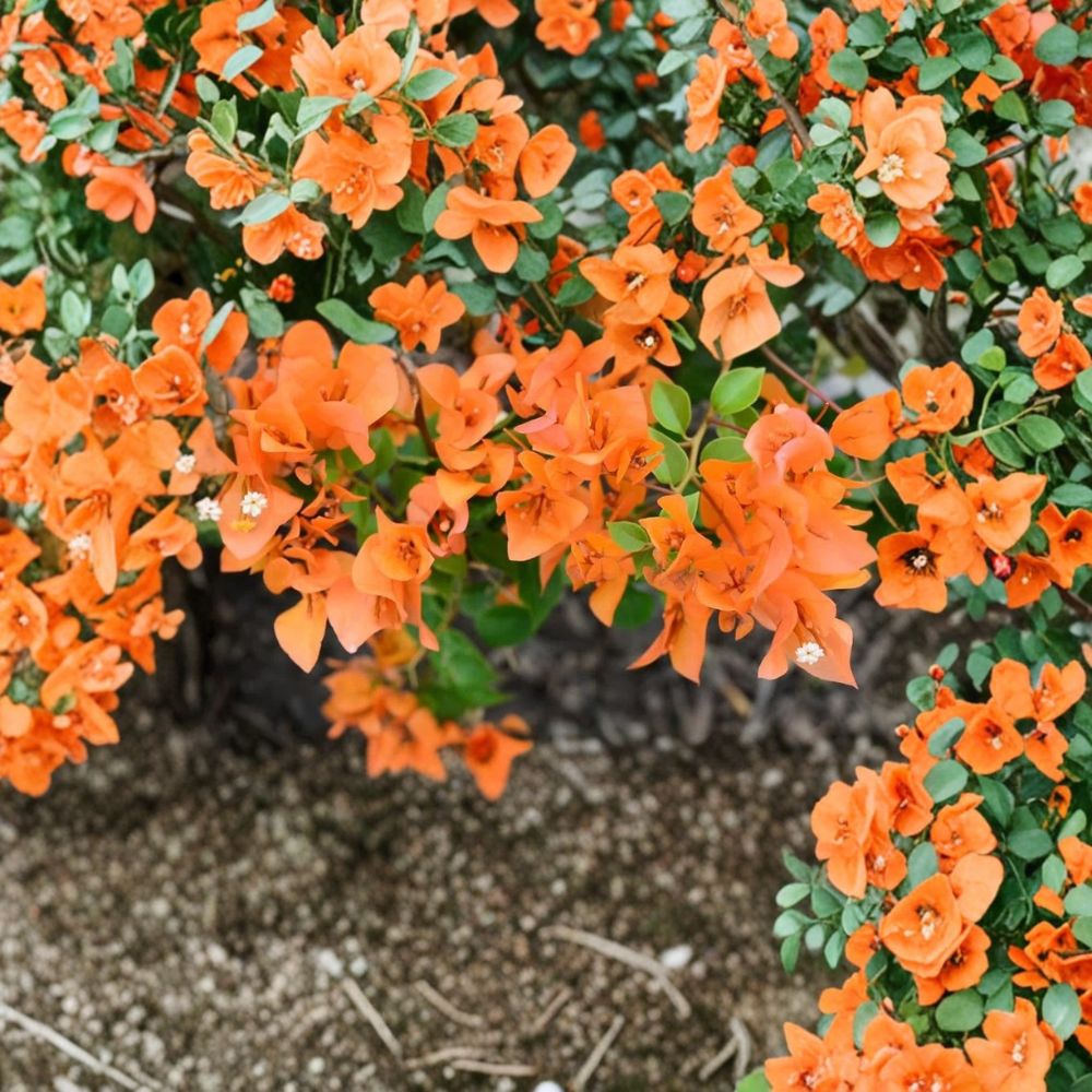 Orange Bougainvillea – Bougainvillea glabra Live Plant | 25–30 Inches Tall | Tropical Flowering Vine | Ships Bare Root | Easy to Grow