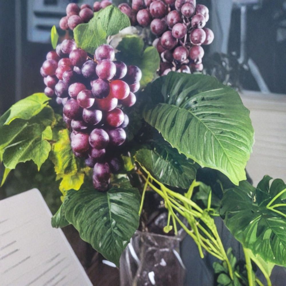 Black Hunt Muscadine Grape Vine – Vitis rotundifolia Live Plant | 3 Gallon Size | Female Fruiting Variety | Sweet Muscadine Grapes | Vineyard & Home Garden Favorite