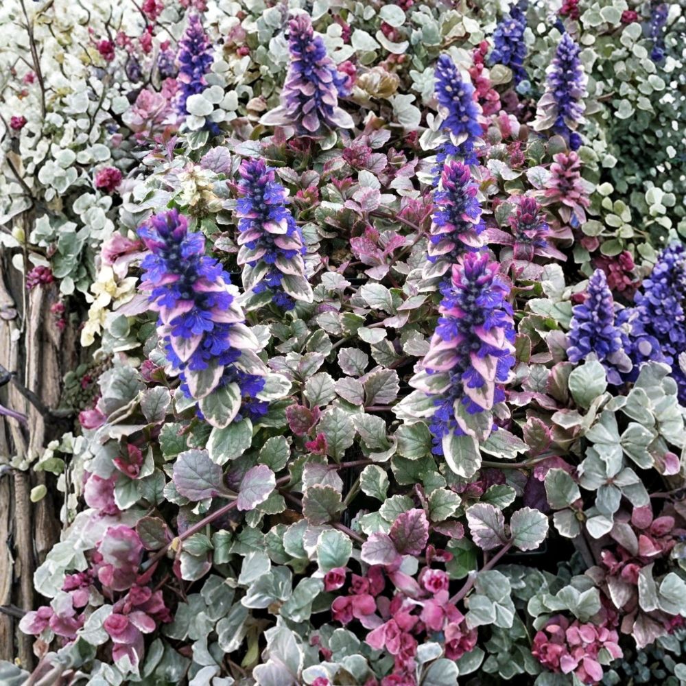 Ajuga ‘Burgundy Glow’ Bugleweed – Live Starter Plant | Colorful Shade Groundcover | Well-Rooted in Pot | Perennial