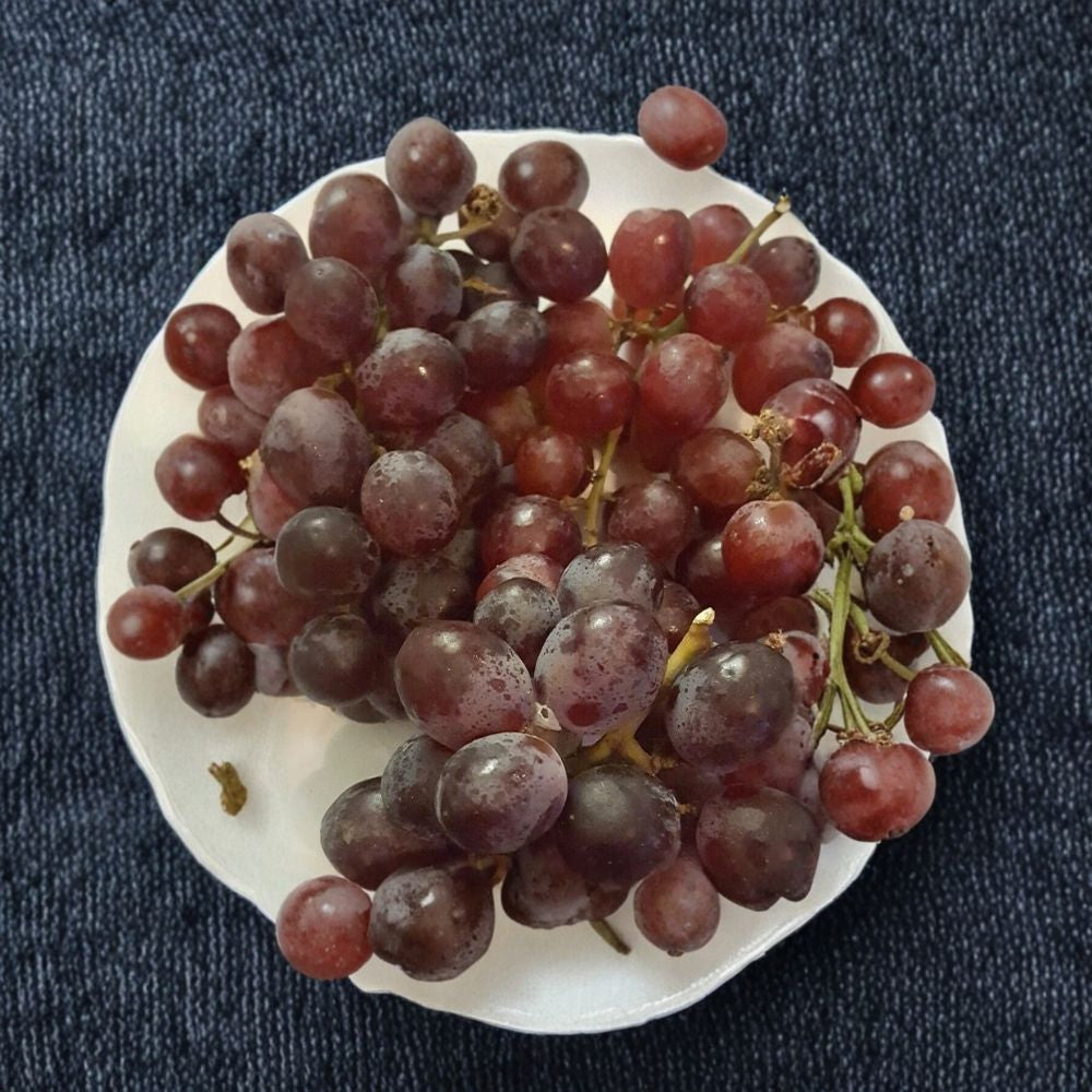 Red Globe Grape Vine – Vitis vinifera Live Plant | 2 Gallon Size | Self-Fertile "Do It All" Grape | Fresh Eating, Juice & Wine | Easy to Grow