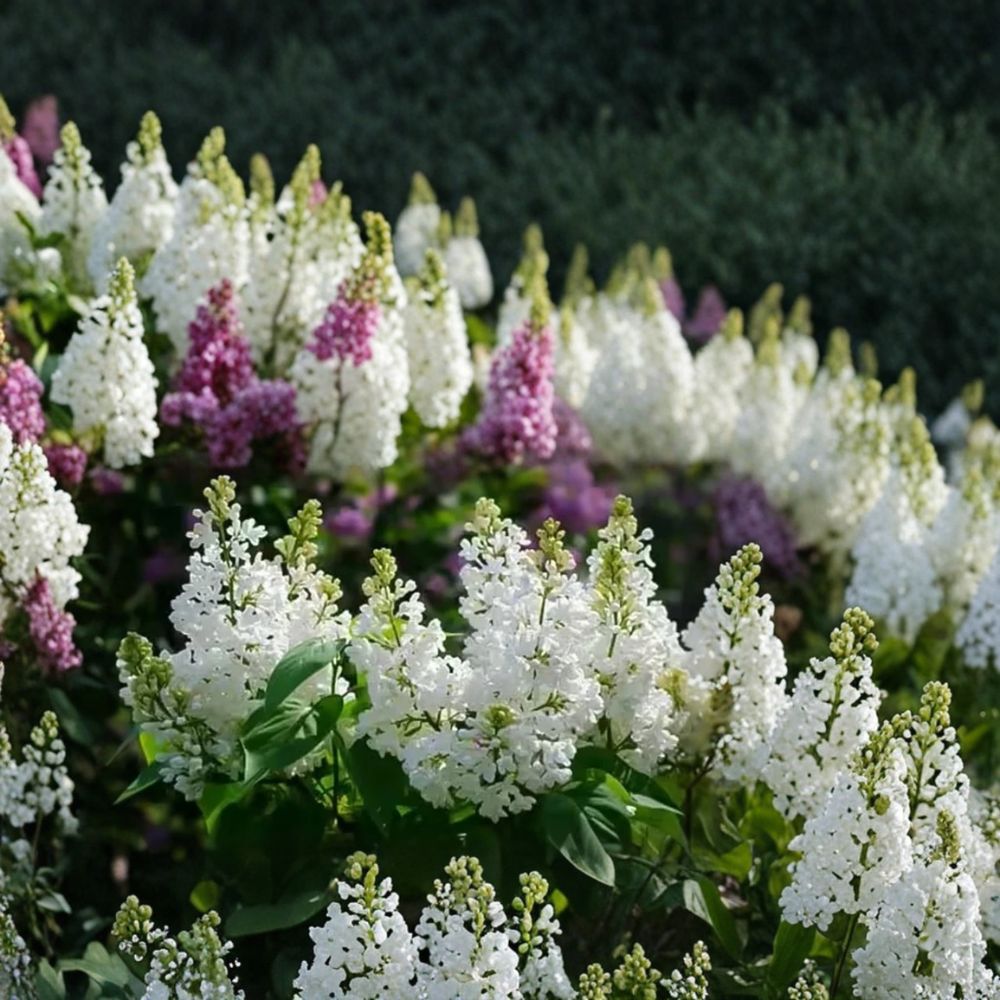 Bridal Memories Lilac Bush Live Plant | Bare Root Syringa vulgaris | Fragrant White Flowering Shrub | Hardy Perennial | Ready to Plant