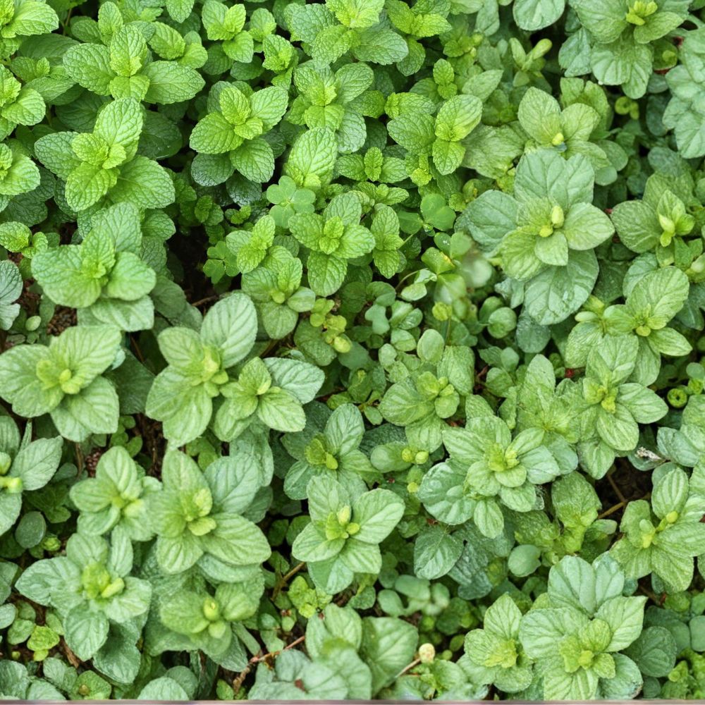 Spearmint Mint Cuttings – Mentha spicata Live Unrooted Cuttings | 12 Organic Mint Cuttings for Rooting | Culinary Herb Starter | Easy to Grow