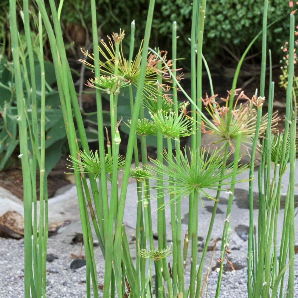 Dwarf Papyrus – Cyperus papyrus Live Pond Plant | Tropical Aquatic Marginal Plant | 15–25 Inch Live Plant