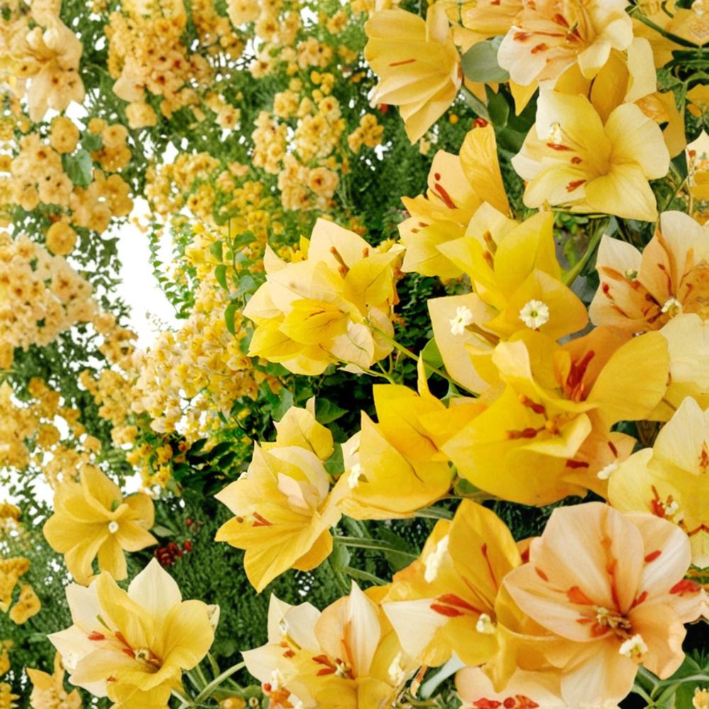 Gold Bougainvillea – Live Starter Plug Plant | Well-Rooted | Ships in Nursery Pot | Tropical Flowering Vine | Easy to Grow