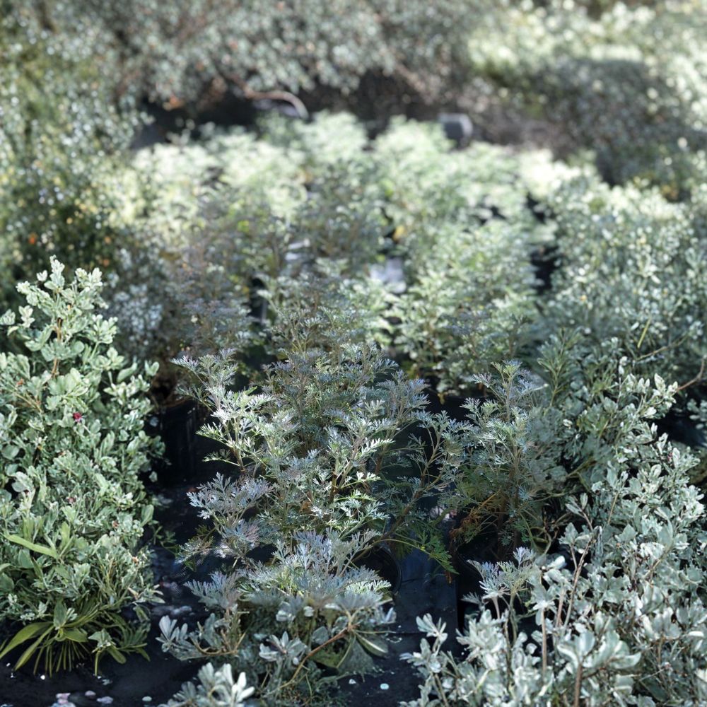 Wormwood ‘Powis Castle’ – Artemisia 'Powis Castle' Live Plant | Fully Rooted 1 Gallon | Silver Foliage Perennial | Drought Tolerant
