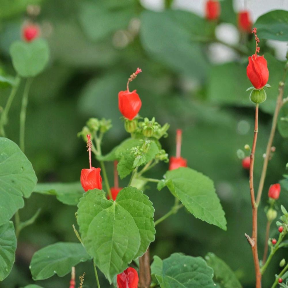Turk's Cap – Malvaviscus arboreus Live Plant | Fully Rooted in 1 Gallon Nursery Pot | Hummingbird Friendly | Easy to Grow