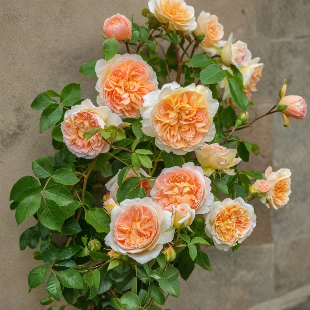 Bathsheba™ English Climbing Rose – Rosa 'Auschimbley' Live Plant | 6 Inches Tall | Thornless Climbing Rose | Fragrant Repeat Bloomer | Easy to Grow