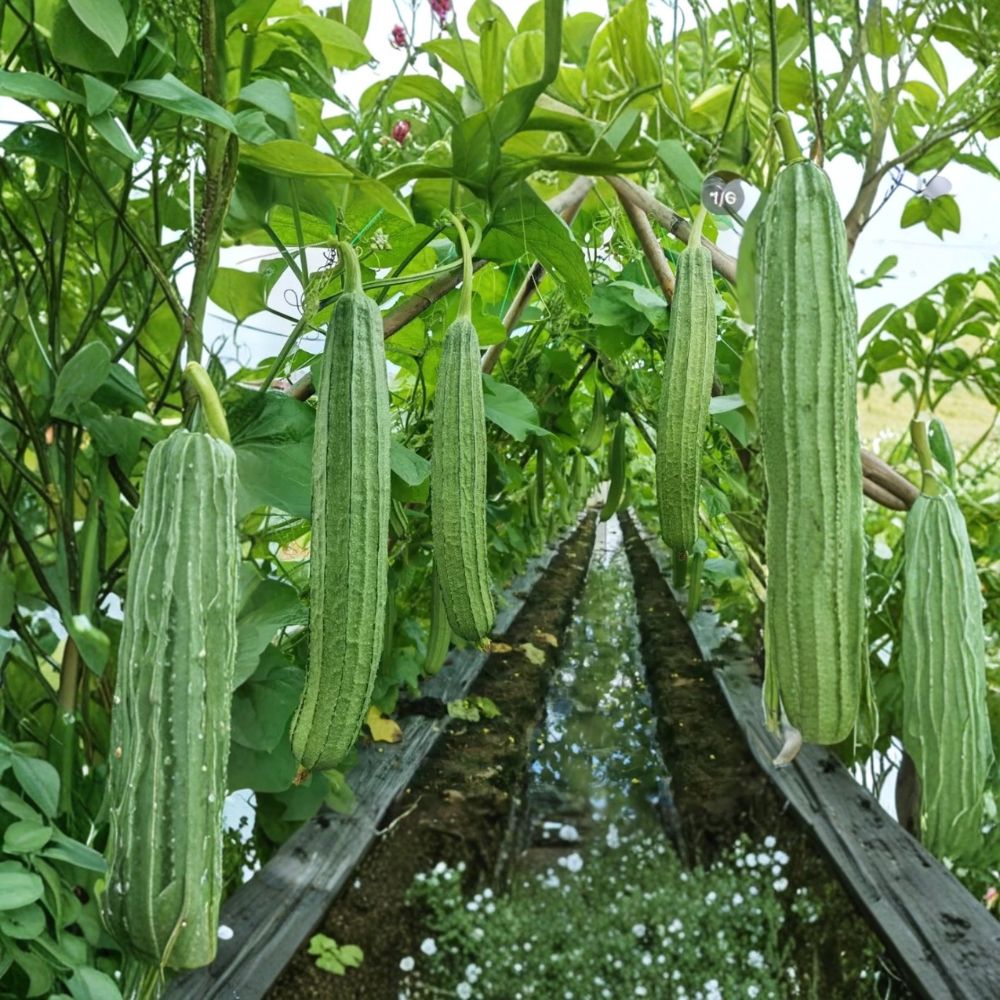 Luffa Plant – Luffa aegyptiaca Live Plants | 2 Well-Rooted Plants in 4-Inch Pot | Natural Sponge Gourd | Fast-Growing Vine