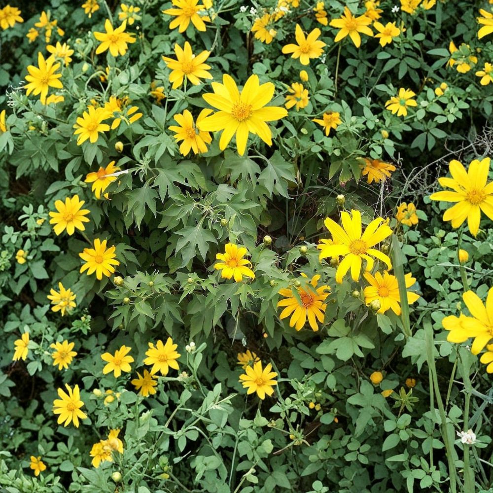 Mexican Sunflower – Tithonia diversifolia Live Cuttings | Set of 5 | 8 Inches Long | Fast Growing Flowering Shrub | Free Shipping