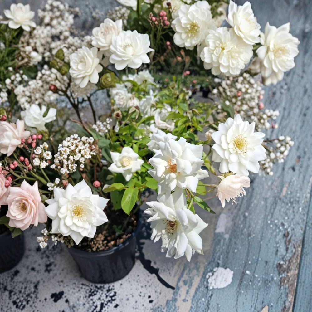 Iceberg Floribunda Rose – Live White Rose Bush Plant | 1 Gallon Size | Pure White Blooms | Floribunda Garden Shrub | Fine Roses