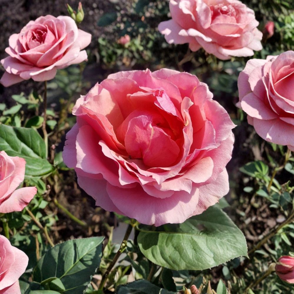 Princesse de Monaco Grandiflora Rose – Live Pink Rose Bush Plant | 3 Gallon Size | Elegant Bi-Color Blooms | Fine Roses Garden Shrub | Easy to Grow