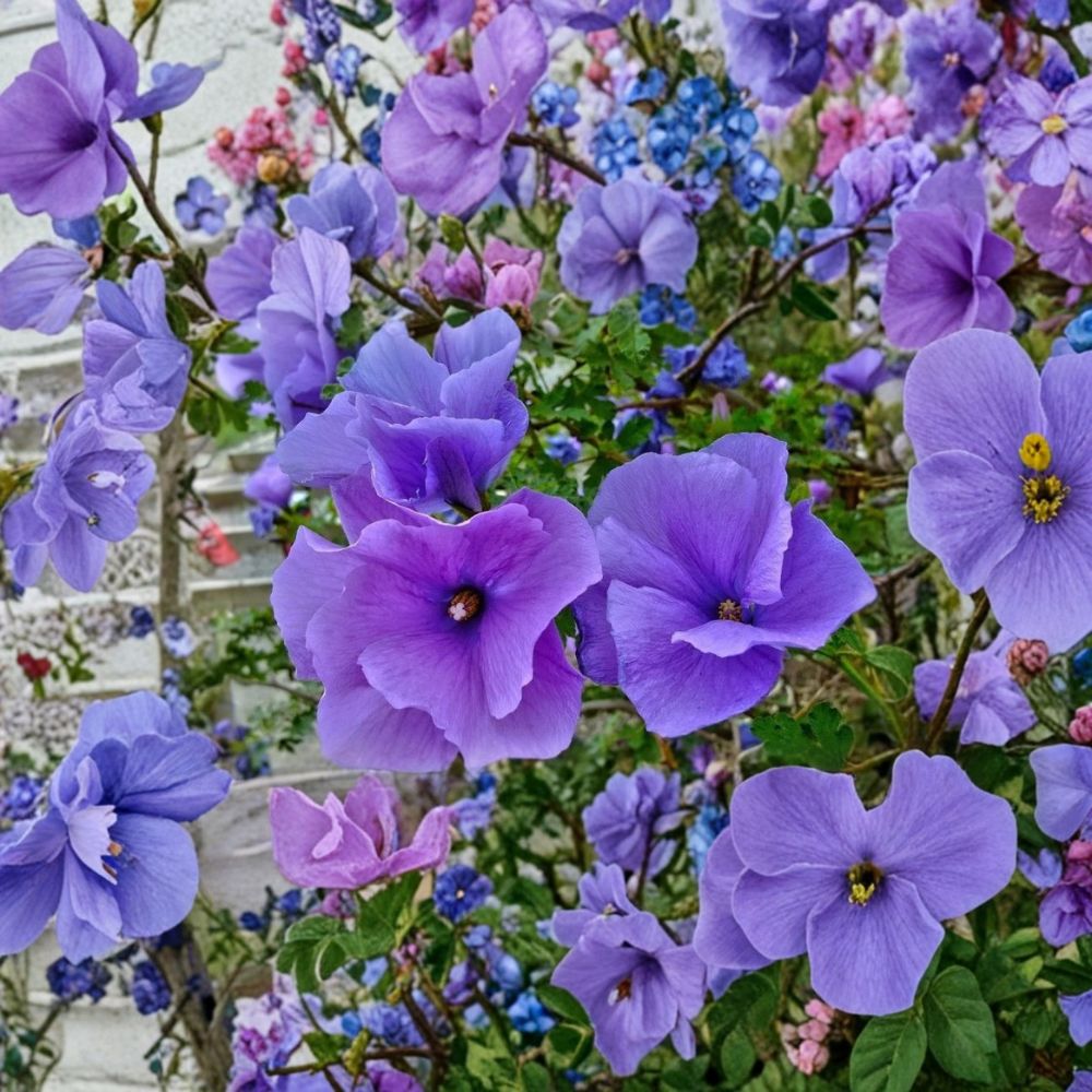 Blue Hibiscus – Alyogyne huegelii Live Starter Plant | Well-Rooted | Ships in Nursery Pot | Australian Blue Hibiscus | Easy to Grow