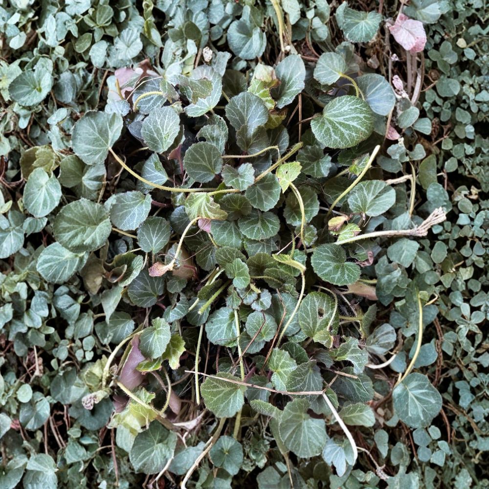 Strawberry Begonia – Saxifraga stolonifera Live Bare Root Plants | Set of 2 | Trailing Houseplant | Shade Garden & Container Friendly