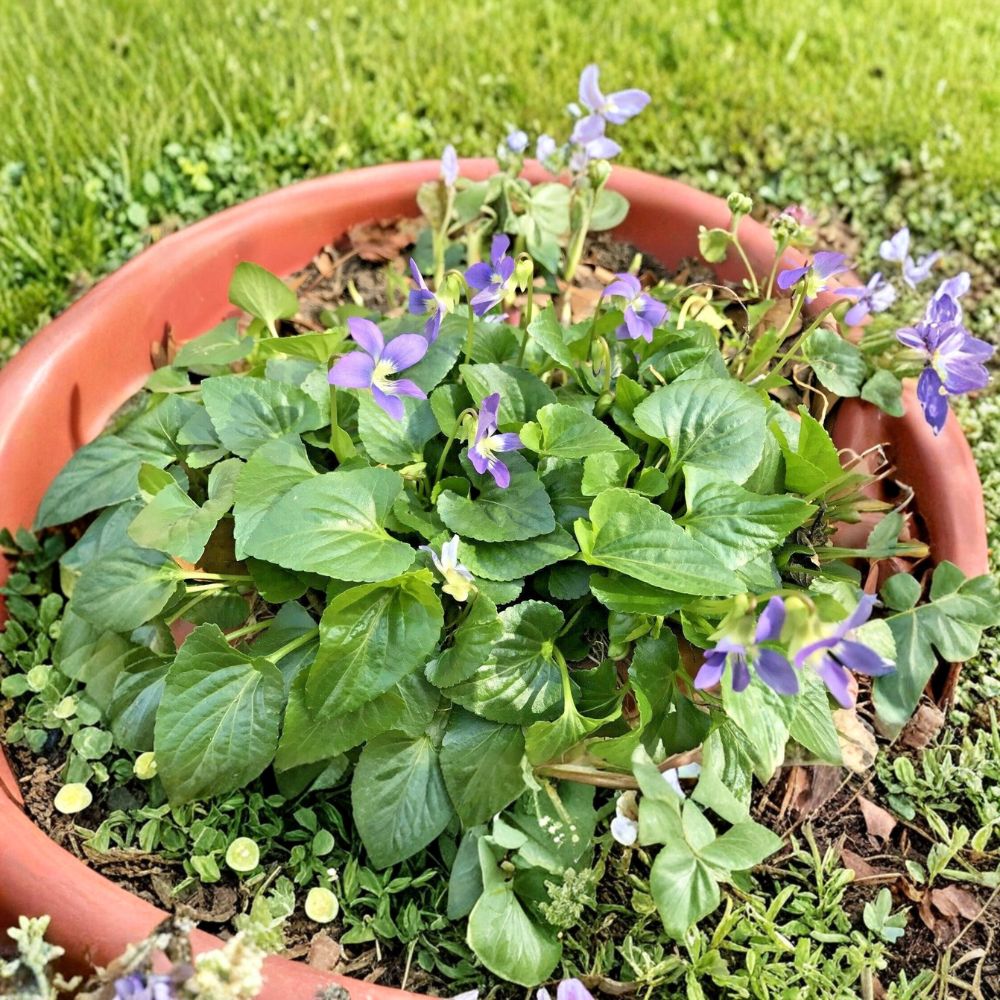 20 Purple Wild Violet Starter Plants | Bare Root Perennial Flowers | Hardy Ground Cover | Easy to Grow | Ready to Plant