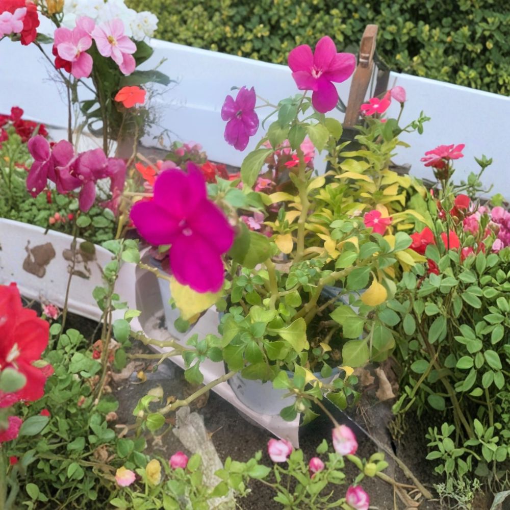 Purple Impatiens – Impatiens walleriana Live Plant | Rooted in 6 Inch Nursery Pot | Vibrant Flowering Plant | Patio, Balcony & Garden Friendly