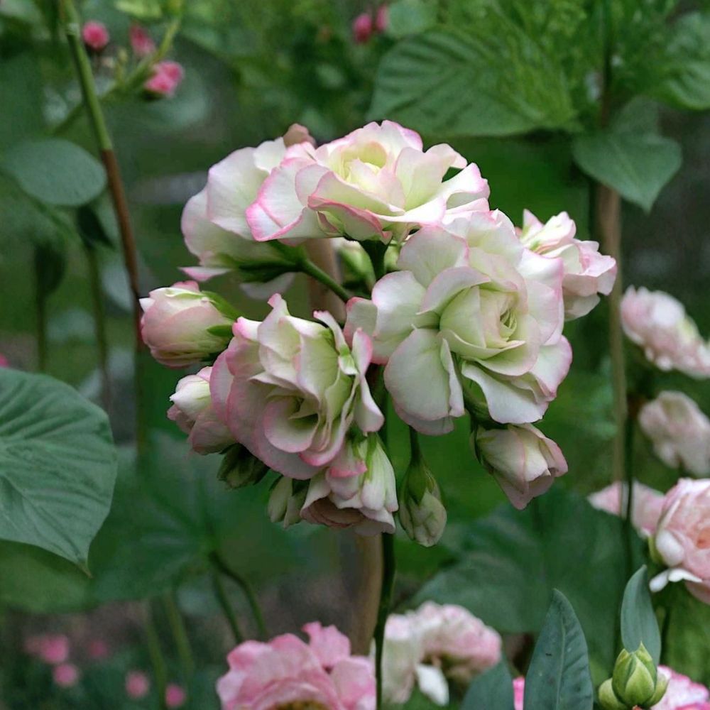 Pelargonium Apple Blossom Rosebud Live Plant | 4 Inch Pot | Rooted Starter Geranium | Heirloom Flowering Plant | Ready to Grow