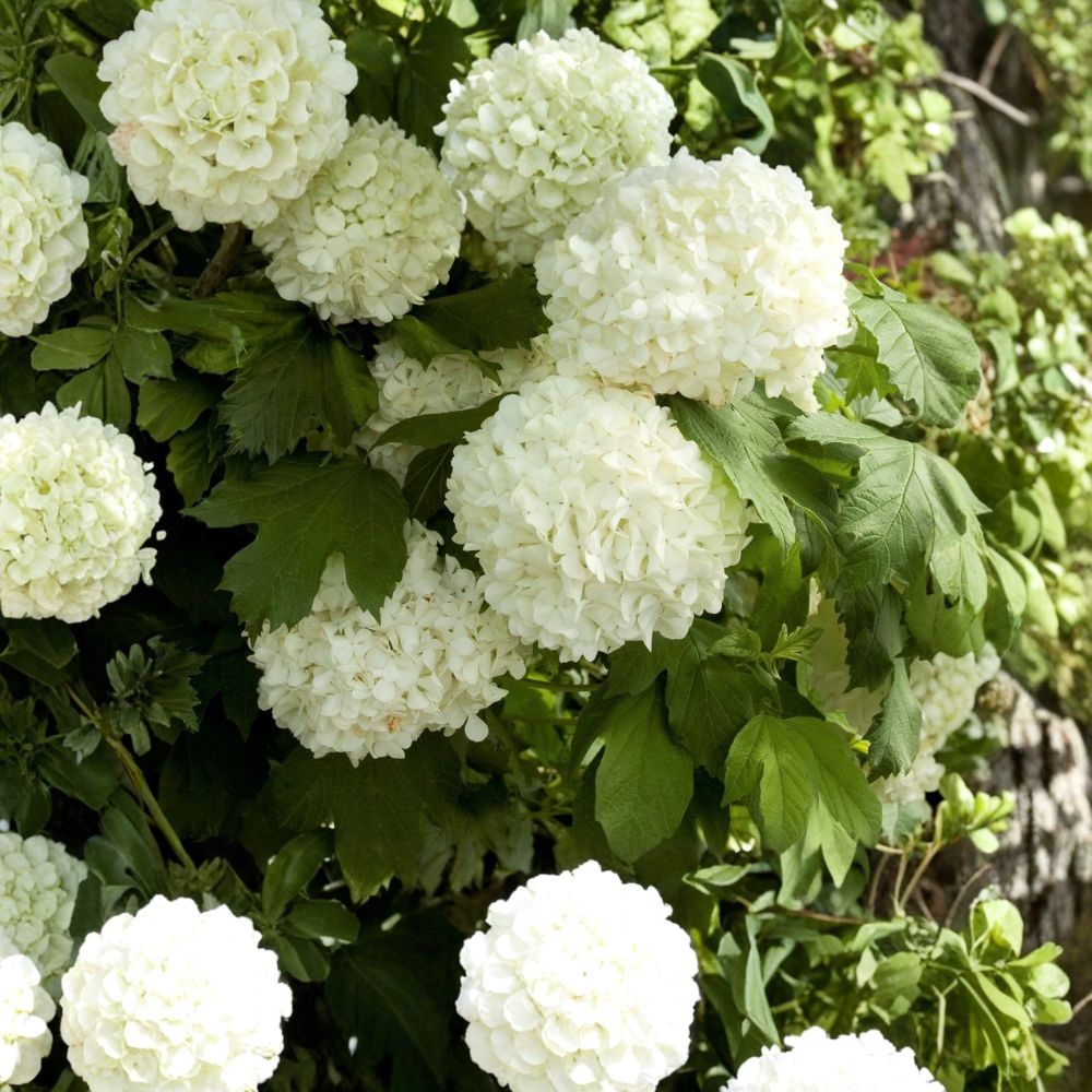 Eastern Snowball Bush – Viburnum opulus 'Sterile' Live Plant | 1 Quart Size | Ships in Fabric Grow Bag | Hardy Flowering Shrub | Easy to Grow