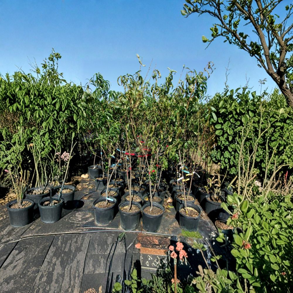 Blaze Prince Peach Tree – Live Fruit Tree | 4–6 Feet Tall | Sweet Juicy Freestone Peaches | Self-Pollinating Orchard Tree | Easy to Grow