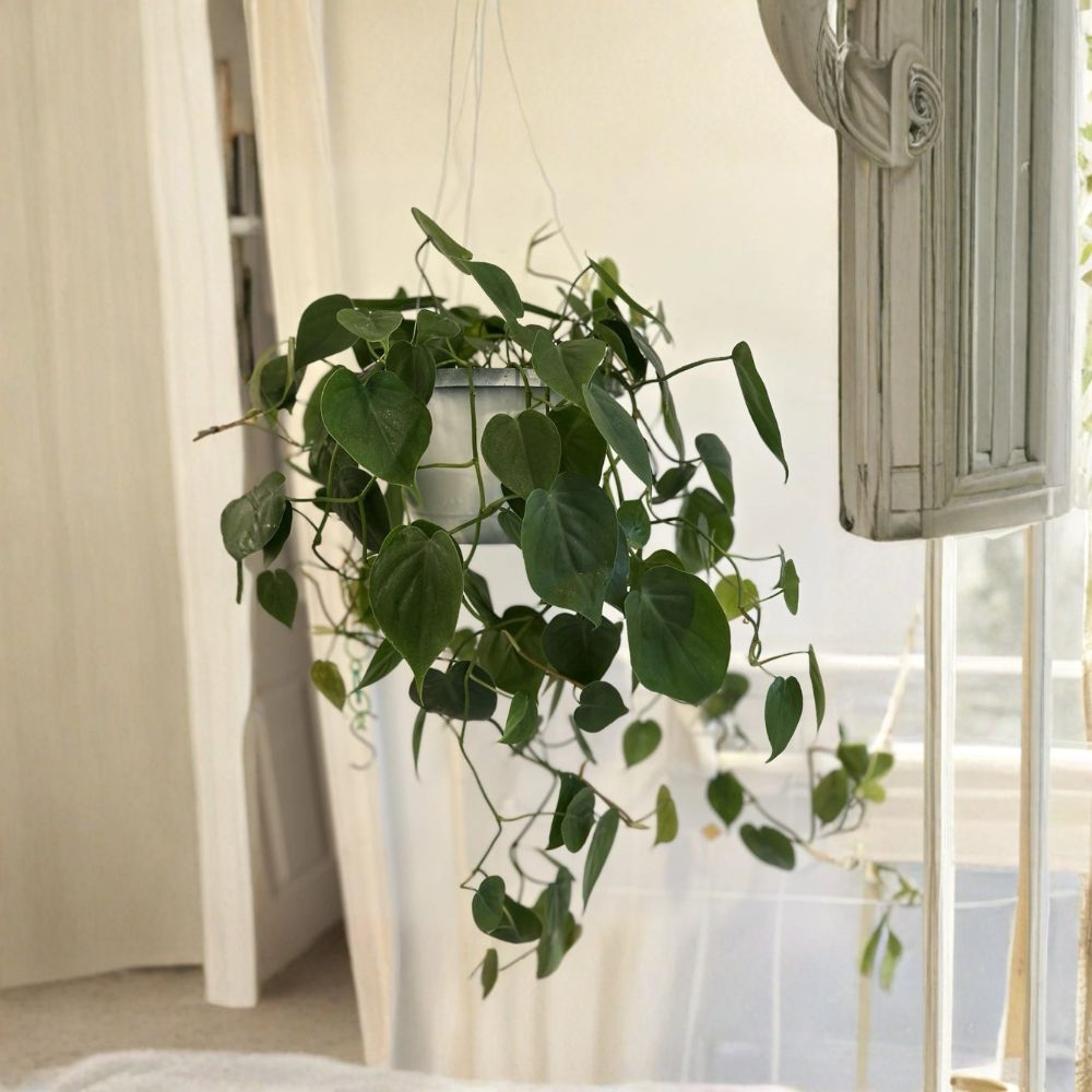 Heart Leaf Philodendron Cutting – Philodendron hederaceum Bare Root 13-Inch Vine | Live Tropical Houseplant