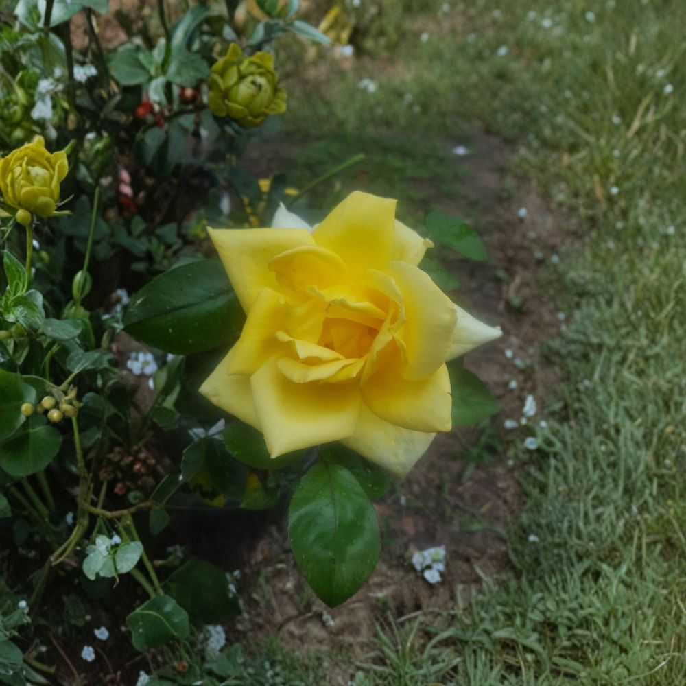 Oregold Grandiflora Rose – Yellow Live Bush Plant | 2 Gallon Size | Grandiflora Rose Shrub | Bright Golden Blooms | Easy to Grow Landscape Rose