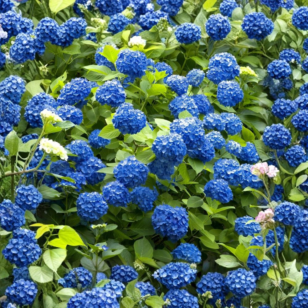 Nikko Blue Hydrangea – Hydrangea macrophylla 'Nikko Blue' Live Starter Plant | Mophead Hydrangea | 6–12 Inch Shrub