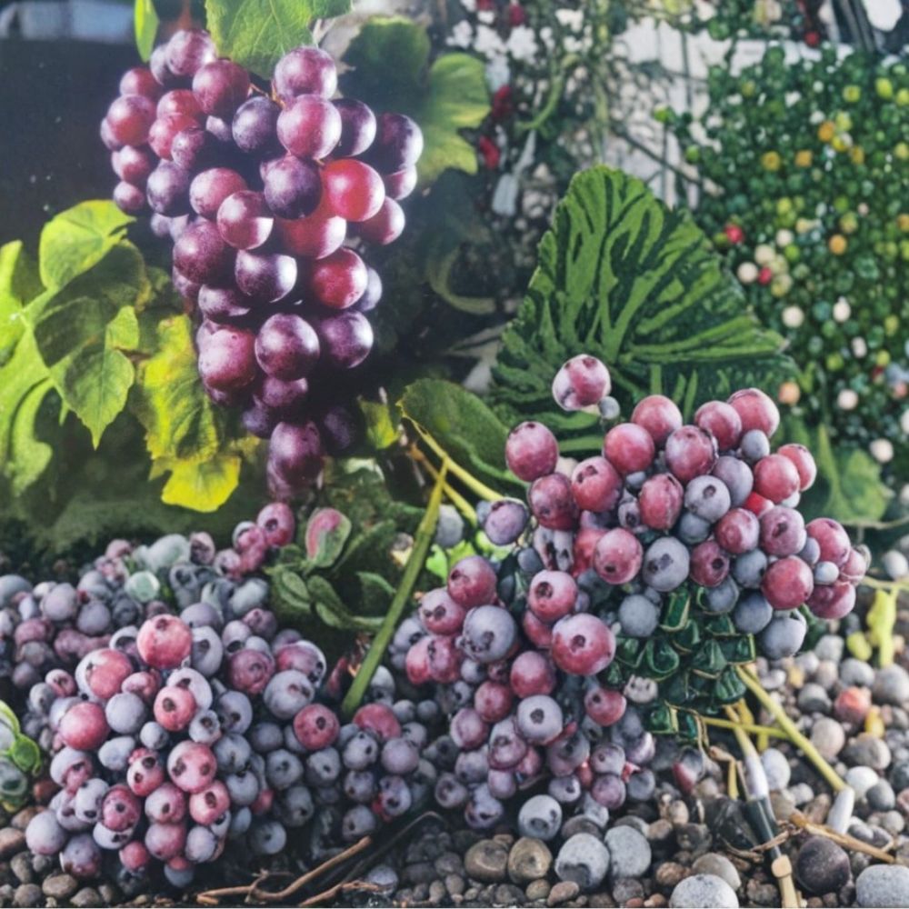 Black Fry Muscadine Grape Vine – Live Fruit Plant | 3 Gallon Size | Self-Fertile Muscadine Grape | Vineyard & Home Garden Favorite | Easy to Grow