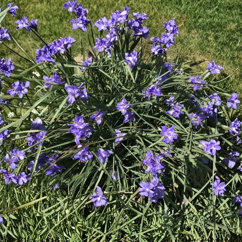 Spiderwort Tradescantia Live Rhizomes – 20 Rooted Rhizome Bulbs | Perennial Purple Flowers | Widow's Tears | Easy to Grow Garden Starter