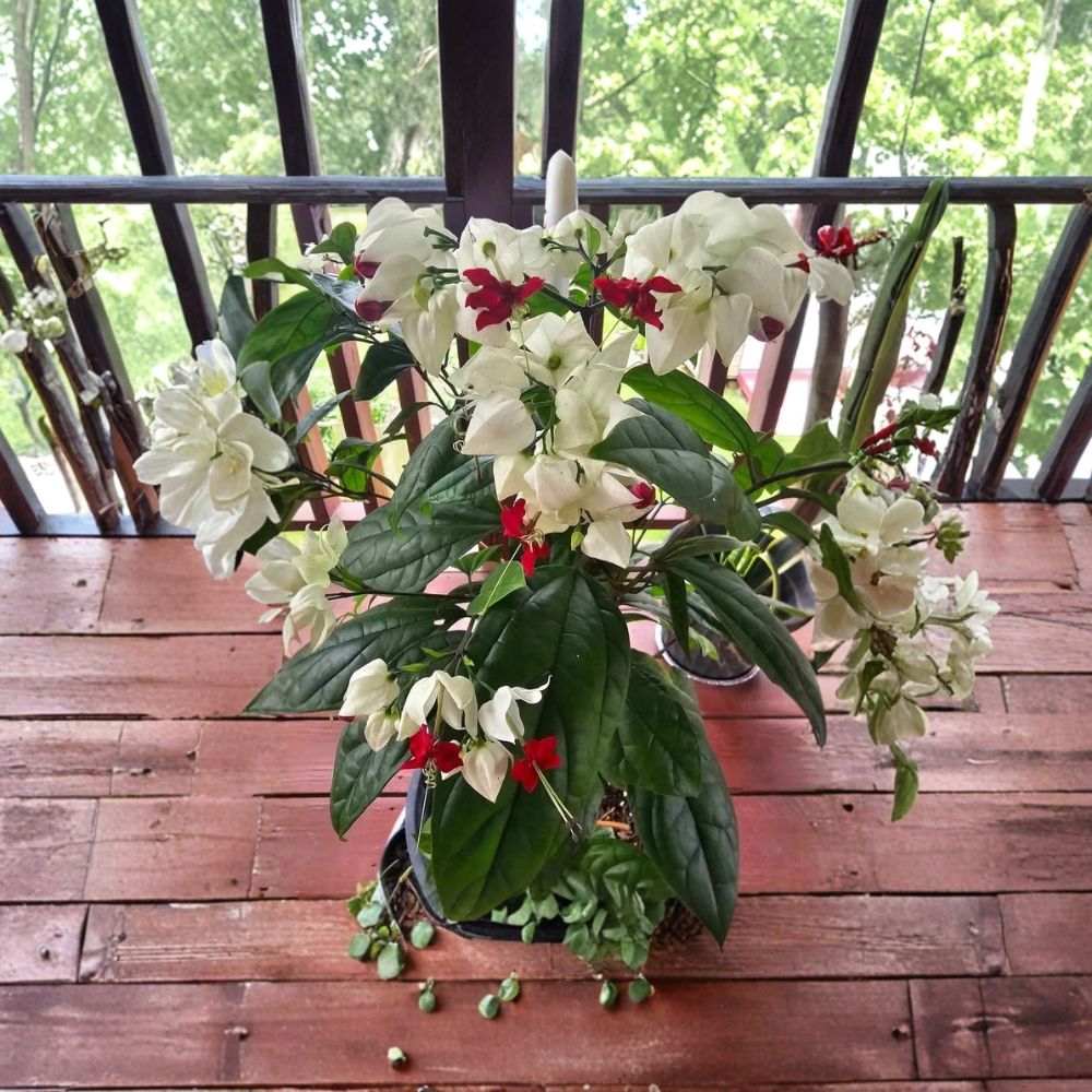 White Bleeding Heart Vine – Clerodendrum thomsoniae Live Plant | Potted Flowering Vine | Tropical Climber | Easy to Grow