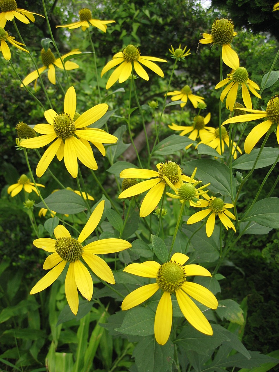 Rudbeckia laciniata ampla Seeds β Cutleaf Coneflower, Tall Native Wildflower, Pollinator-Friendly Garden Plant (50 Seeds)
