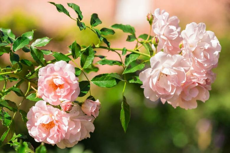 Pink Climbing Rose Cutting | Unrooted Garden Rose 5β8" | Fragrant Pink Blooms | Heirloom Climber for Trellis, Arches, Landscaping