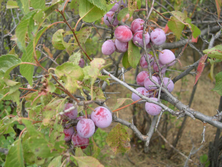 Wild Plum Cuttings (12 Unrooted) β Native Fruit Tree Starter β Prunus Americana β Hardy, Edible, Easy to Root β Grow Your Own Plum Tree