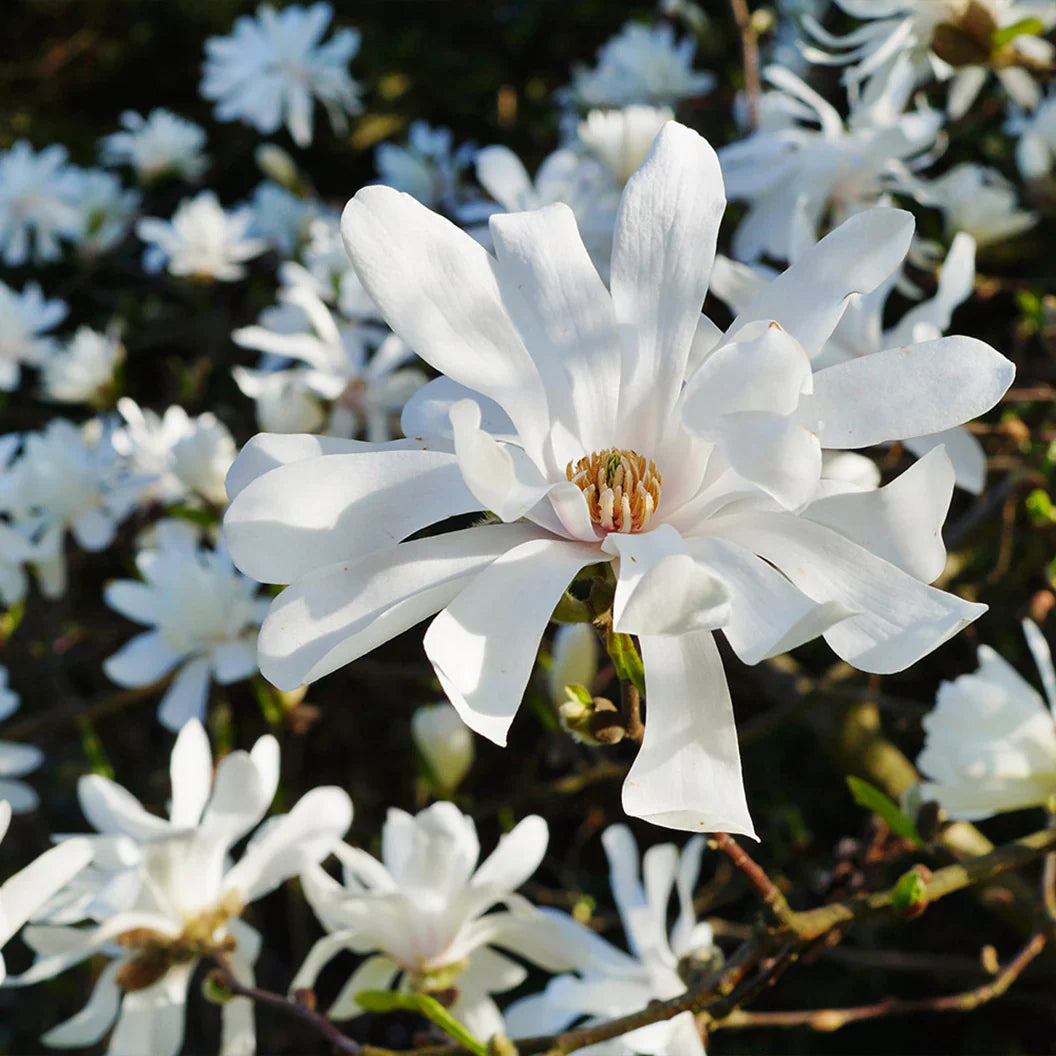 Star Magnolia Tree (Magnolia stellata) β Live Bare Root Plant 6β12β | White Flowering Shrub | Hardy Ornamental Bush for Landscaping