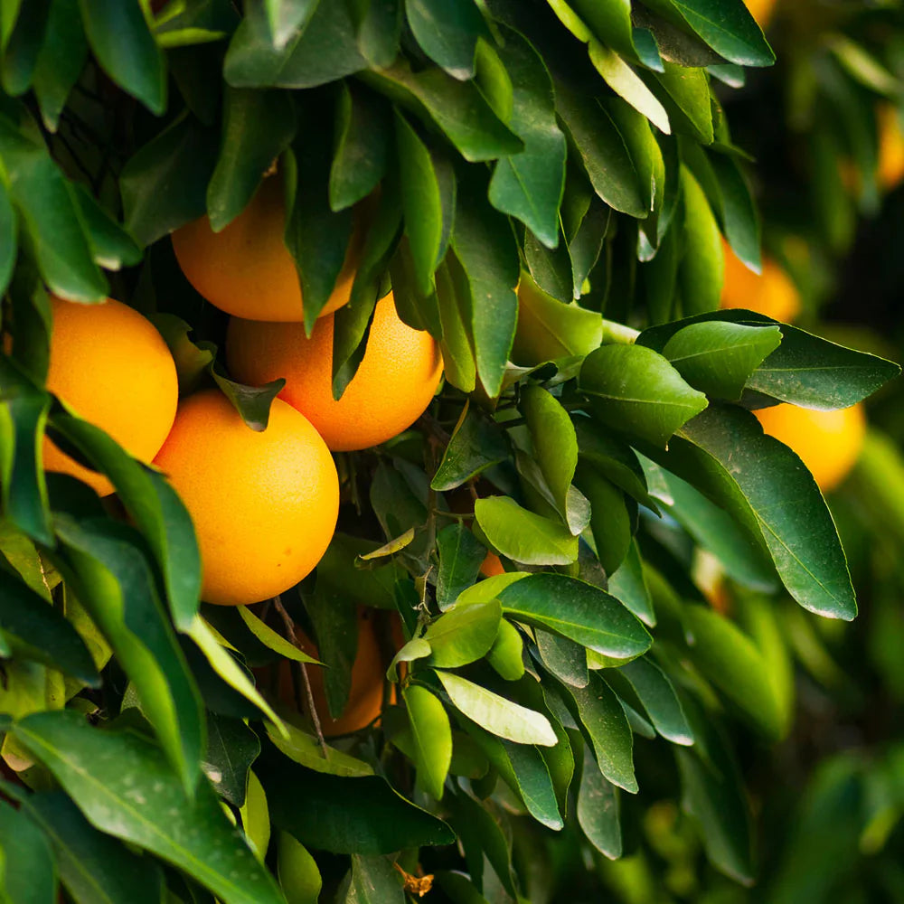 Ruby Red Grapefruit Cuttings (Citrus Γ paradisi) 6β8 Inch Unrooted β For Rooting or Grafting, Organic Fresh Scion Wood