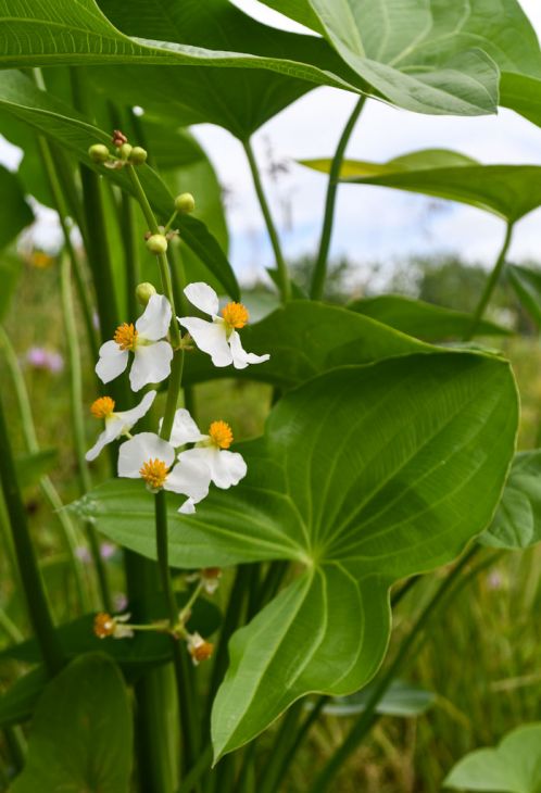 Sagittaria Latifolia Seeds (500) Broadleaf Arrowhead β Native Aquatic Plant, Duck Potato, Pond & Wetland Garden