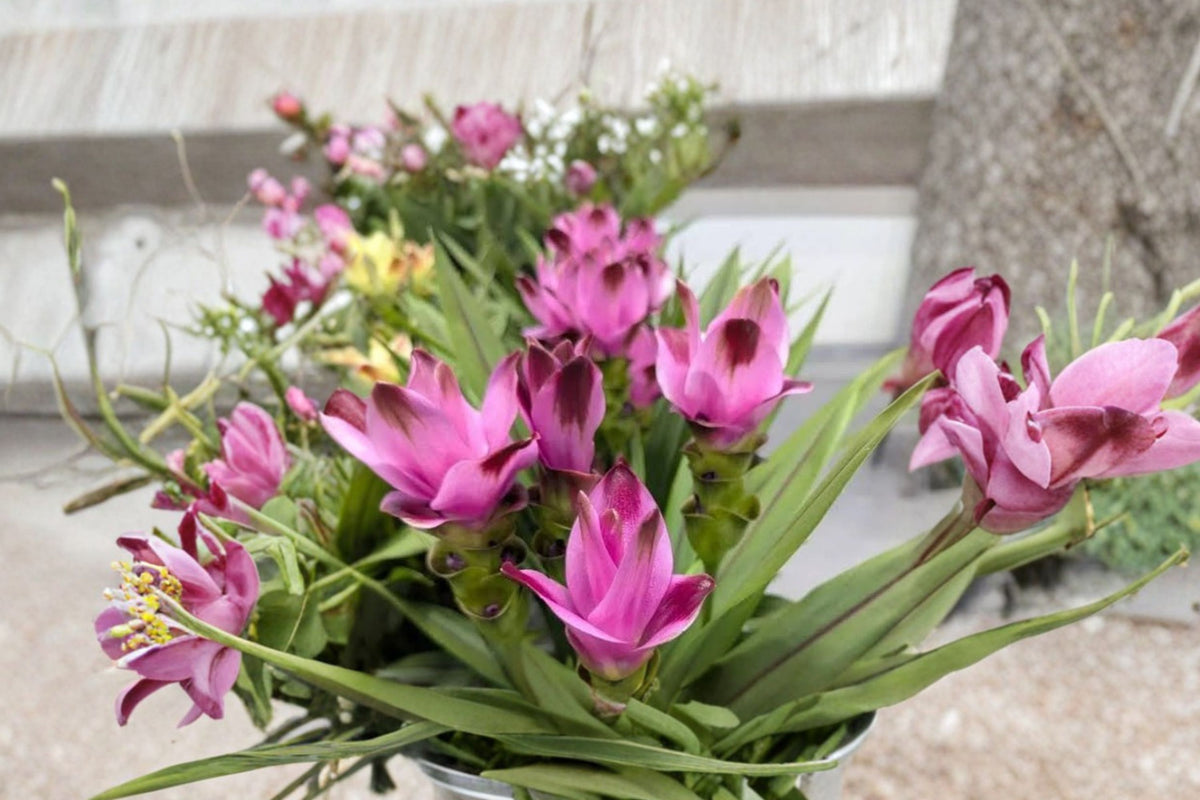 Siam Sisco Curcuma Live Plant, 4 Inch Starter, Tropical Flowering Ginger, Ornamental Patio Plant, Ships No Pot