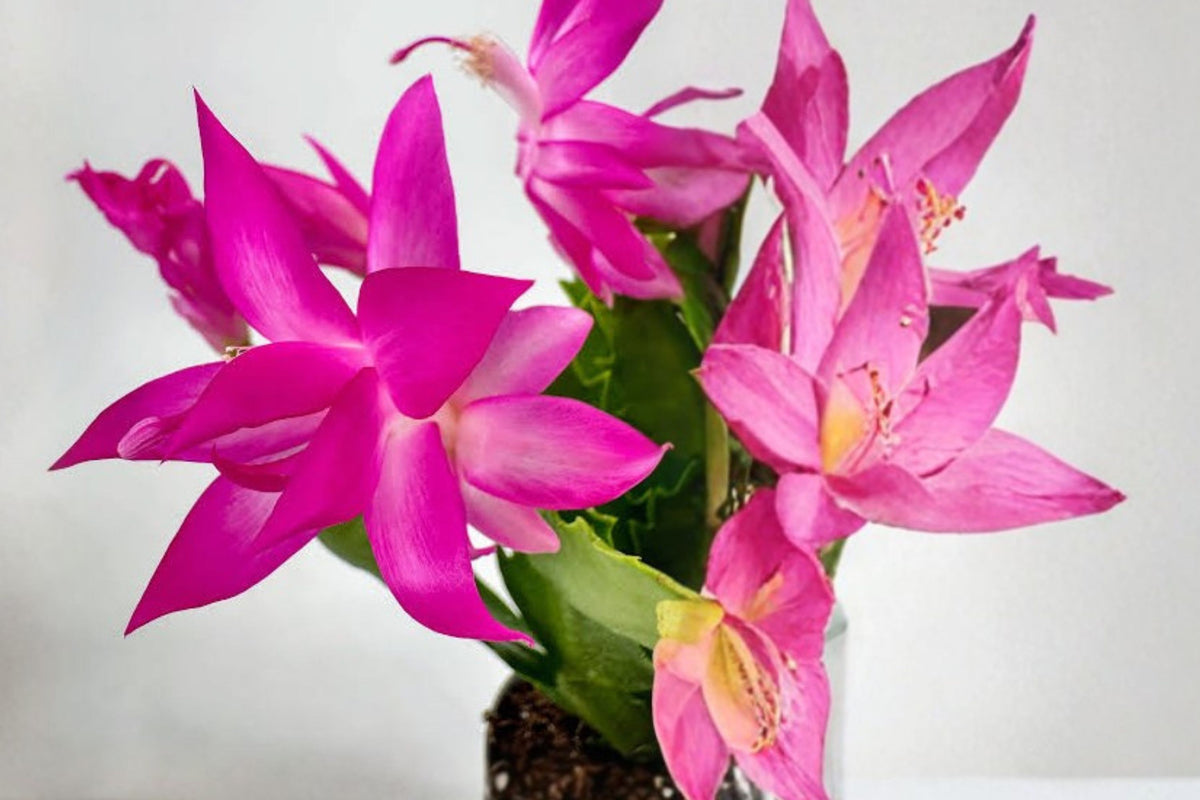 Pink Thanksgiving Cactus Live Plant, Rooted 2 Inch Pot, Schlumbergera Holiday Cactus, Pink Flowering Houseplant