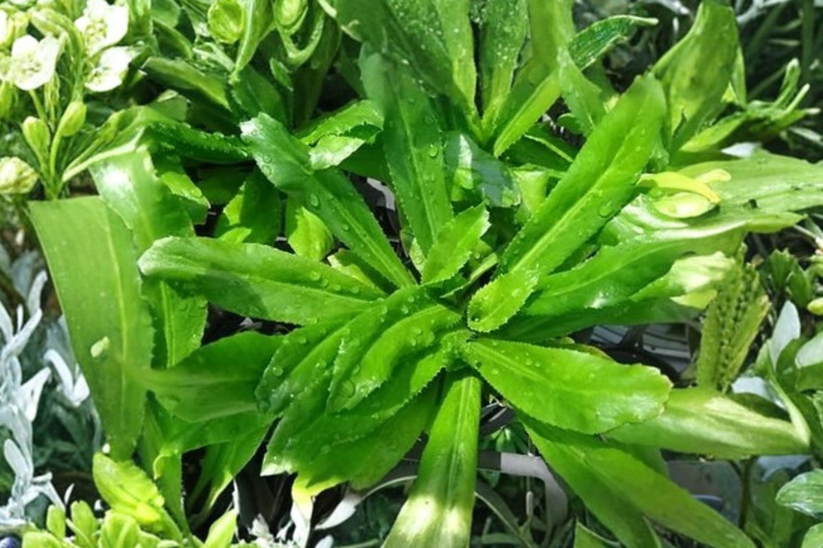 4 Culantro Live Plants, Eryngium foetidum, Ngo Gai Herb, 2 Inch Pots, Vietnamese Cilantro Edible Herb Plants