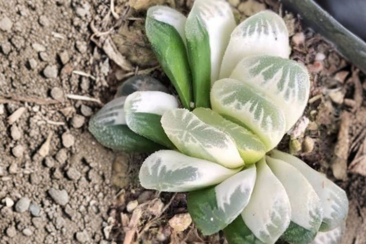 Haworthia truncata Live Succulent, 2–2.5 Inch Window Plant, Bare Root Collector Succulent, Rare Haworthia