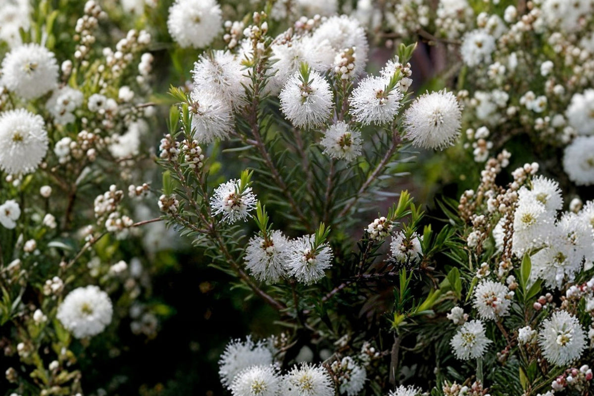 Tea Tree Live Plant, Large 6 Inch Pot, Melaleuca alternifolia, Aromatic Evergreen Shrub, Australian Tea Tree Plant