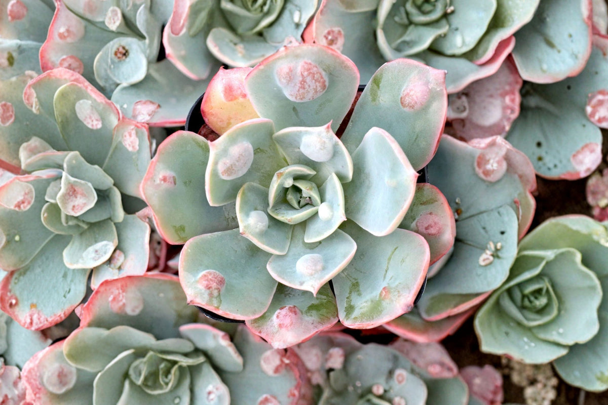 Echeveria ‘Raindrops’ Live Succulent Plant, 4 Inch Pot, Bumpy Rosette Echeveria, Collector Houseplant