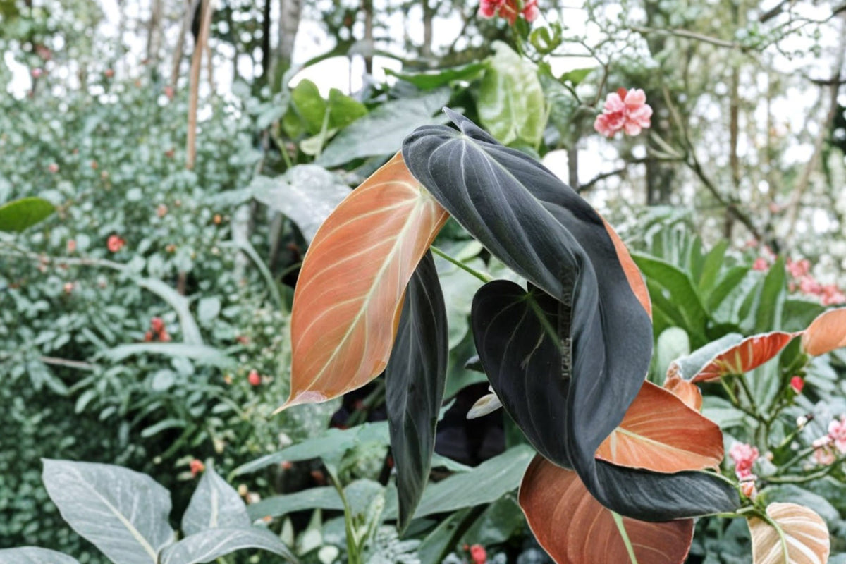 Philodendron Melanochrysum Black Gold Live Plant, 5–8 Inch Tall, Velvet Leaf Tropical Climbing Houseplant