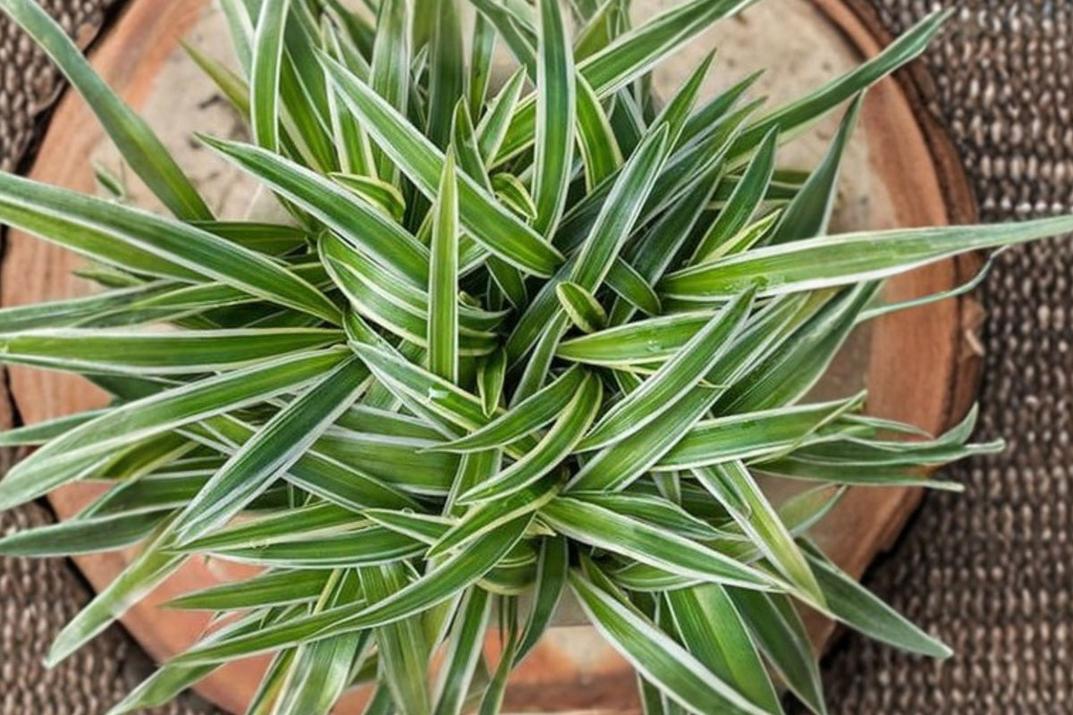 Variegated Spider Plant Live Rooted Starter, Chlorophytum comosum, Airplane Plant, Indoor Houseplant